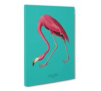 Flamingo In Teal By John James Audubon Canvas Wall Art Print 20x14 Inch