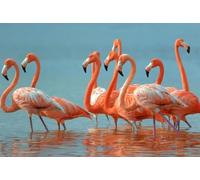 Flamingo Sunset Animal Puzzle- Pink Flamingo Beach -s Gradient Magic Colorful Puzzle for Adult,Challenge Puzzle Family Fun Game Decompressing Toys Gift_300pcs