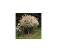 Flamingo Willow Salix integra 'Hakuro-nishiki' 80cm tall