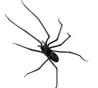 Flaroey Realistic Spider Magnets Cute Spiders Design Decorations for Refrigerator Removeable Indoor Outdoor Magnetic Decals Cute Spiders for Refrigerator A