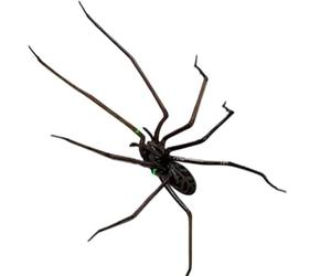 Flaroey Realistic Spider Magnets Cute Spiders Design Decorations for Refrigerator Removeable Indoor Outdoor Magnetic Decals Cute Spiders for Refrigerator A