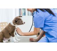 Flash Sale - Animal First Aid Course (Advanced)