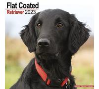 Flatcoated Retriever Calendar 2023 | Square Dog Breed Wall Calendar - 16 Month