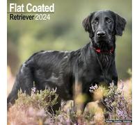 Flatcoated Retriever Calendar 2024 | Square Dog Breed Wall Calendar - 16 Month