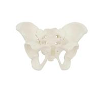 Flexible Female Pelvis Anatomy Model Human Skeleton Model 1:2 Mini Hip Bone Pelvic Anatomical Model, Training Teaching Tool for Gynecology Midwife