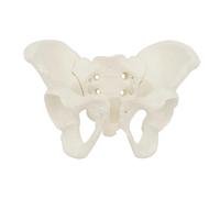 Flexible Female Pelvis Model, Mini Size Pelvic Skeleton, Anatomy Medical Model For Science Education