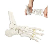 Flexible Foot Bone Model, Human Skeleton Anatomy Medical Teaching Tool Educational Equipment Ankle joint model Life Size