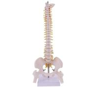 Flexible Human Spinal Column Vertebral Lumbar Curve Anatomical Model Anatomy Spine Medical Teaching Tool, 45cm