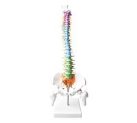 Flexible Human Spine Model: Anatomical Model of the Spine, Multifunctional Spine Model with Spinal Nerves, Pelvis and Thighs, for Teaching Students and Doctors 45 cm