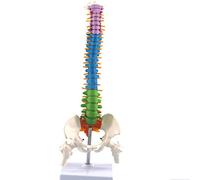 Flexible Human Spine Model with Pelvis and Femur - 45cm Anatomical Skeleton for Educational Use(B)