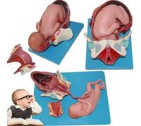 Flexible Pelvic Birth Model Set,1, 2 and 3 Stage Full Fetus Model,Learning Display and Collectibles