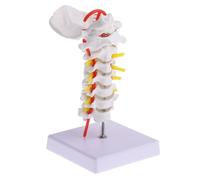 Flexible Pvc Human Cervical Spine Model Teaching Aid with Stand | Posterior Model, Simulation Intervertebral Detail, Anatomy Classroom Display, Study Aid for Students and Doctors