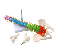 Flexible Spine Anatomy Model - Miniature Human Color Spine Model with Herniated Disk, Nerves, Arteries, Removable Pelvis and Femur for Patient Education, 17.7in