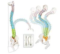 Flexible Spine Model, 34.6 Inch Life Size Human Spine Model with Stand, Colour-Coded Regions Show the Cervix, Thoracic and Lumbar Spine for Medical Studies