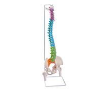 Flexible Spine Model, 34.6'' Life Size Human Spinal Cord Anatomical Model with Stand Color Coded Regions Indicate The Cervical, Thoracic and Lumbar Spine for Med Students and Chiropractors