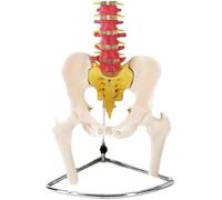 Flexible Spine Model - Medical Anatomical Human Spine Model with Pelvis and Femur - Life Size Anatomical Spine Model - 85Cm/33.4Inch