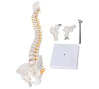 Flexible Vertebral Column Anatomical Model, Detailed Spine with Caudal Vertebra for Science Classroom Teaching, Healthcare Study and Patient Education