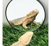 FlidRunest 3.4 Inches Bearded Dragon Mirror Toy, Hermit Crab Mirror Toy with Suction Cups, Small Animal Tank Decor Accessories, Suitable for Bearded Dragon Hermit Crab Lizard Chameleon Turtle