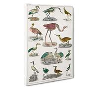 Flightless Birds XXXVII by Oliver Goldsmith Canvas Print | Gallery Wrapped 30mm Frame Wall Art | 30x20 inches | Ready to Hang | Modern Bird Picture | Living Room Bedroom Lounge Office