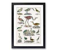 Flightless Birds XXXVII by Oliver Goldsmith Framed Print | A2 Black Framed Wall Art | Ready to Hang | Modern Nature Picture | Living Room Bedroom Lounge Office