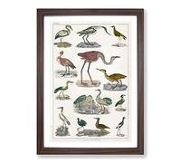 Flightless Birds XXXVII by Oliver Goldsmith Framed Print | A2 Walnut Framed Wall Art | Ready to Hang | Modern Nature Picture | Living Room Bedroom Lounge Office