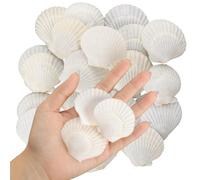Flohterys 40PCS Natural Scallop Shells 1.4-2.4inch White Small Sea Shells for Crafts Crafting Shell Bulk Real Seashells