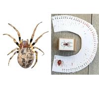 FLONZGIFT Creepy Spiders Playing Cards (Poker Deck 54 Cards All Different) Vintage Arachnid Art Deck with Spiders to Chill Crawl and Haunt Your Game Nights Unusual Gift for Nature Fans