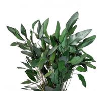 Floralcraft® 50cm Preserved Green Eucalyptus Willow Foliage - 150g | Ideal For Crafting, Floral Arrangements, and Seasonal Décor