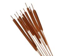 Floralcraft® Natural Dried Bulrush 10 Stems (100cm) For Floral Arrangements Vases Christmas Home Decor