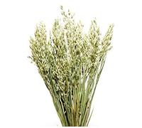 Floralcraft Natural Dried Corn Stem Bunch 200g (2 Bunches) Dry Flowers for Home Wedding Party Christmas Decorations Vase Floral Arrangements