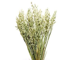 Floralcraft Natural Dried Corn Stem Bunch 200g (2 Bunches) Dry Flowers for Home Wedding Party Christmas Decorations Vase Floral Arrangements