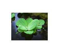 Floratica Water Lettuce (Pistia Stratiotes) Live Aquarium Plants Tropi