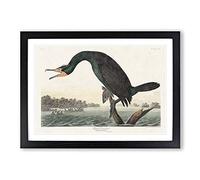 Florida Cormorant Bird by John James Audubon Framed Print | A2 Black Framed Wall Art | Ready to Hang | Modern Nature Picture | Living Room Bedroom Lounge Office