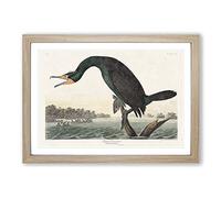 Florida Cormorant Bird by John James Audubon Framed Print | A2 Oak Framed Wall Art | Ready to Hang | Modern Nature Picture | Living Room Bedroom Lounge Office