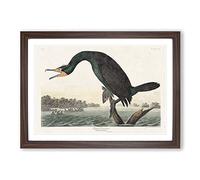 Florida Cormorant Bird by John James Audubon Framed Print | A2 Walnut Framed Wall Art | Ready to Hang | Modern Nature Picture | Living Room Bedroom Lounge Office