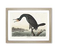 Florida Cormorant Bird By John James Audubon Vintage Framed Print | A3 Oak Framed Wall Art | Ready to Hang | Classic Nature Picture | Living Room Bedroom Lounge Office