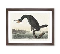 Florida Cormorant Bird By John James Audubon Vintage Framed Print | A3 Walnut Framed Wall Art | Ready to Hang | Classic Nature Picture | Living Room Bedroom Lounge Office