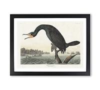 Florida Cormorant Bird By John James Audubon Vintage Framed Print | A4 Black Framed Wall Art | Ready to Hang | Classic Nature Picture | Living Room Bedroom Lounge Office