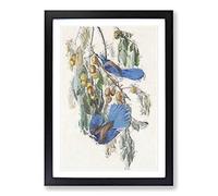 Florida Jay by John James Audubon Framed Print | A2 Black Framed Wall Art | Ready to Hang | Modern Nature Picture | Living Room Bedroom Lounge Office