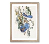 Florida Jay by John James Audubon Framed Print | A2 Oak Framed Wall Art | Ready to Hang | Modern Nature Picture | Living Room Bedroom Lounge Office