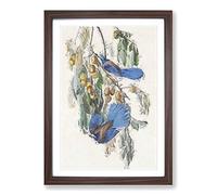 Florida Jay by John James Audubon Framed Print | A2 Walnut Framed Wall Art | Ready to Hang | Modern Nature Picture | Living Room Bedroom Lounge Office