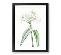 Florida Swamp Lily by Pierre-Joseph Redoute Framed Print | A2 Black Framed Wall Art | Ready to Hang | Modern Floral Picture | Living Room Bedroom Lounge Office