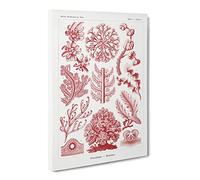 Florideae Red Algae By Ernst Haeckel Canvas Print | Gallery Wrapped 30mm Frame Wall Art | 20x14 inches | Ready to Hang | Surrealist Picture | Living Room Bedroom Lounge Office
