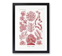 Florideae Red Algae by Ernst Haeckel Framed Print | A2 Black Framed Wall Art | Ready to Hang | Modern Nature Picture | Living Room Bedroom Lounge Office