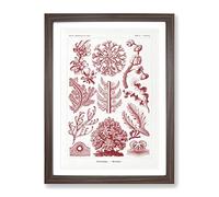 Florideae Red Algae By Ernst Haeckel Vintage Framed Print | A2 Walnut Framed Wall Art | Ready to Hang | Classic Nature Picture | Living Room Bedroom Lounge Office