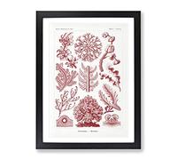 Florideae Red Algae By Ernst Haeckel Vintage Framed Print | A4 Black Framed Wall Art | Ready to Hang | Classic Nature Picture | Living Room Bedroom Lounge Office