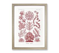 Florideae Red Algae By Ernst Haeckel Vintage Framed Print | A4 Oak Framed Wall Art | Ready to Hang | Classic Nature Picture | Living Room Bedroom Lounge Office