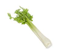 FloristryWarehouse Artificial Celery 8 Joined Stalks 40cm/16 Inches