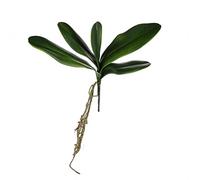 FloristryWarehouse Artificial Green Orchid Leaf and Root Bundle 35cm