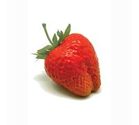 FloristryWarehouse Artificial Strawberry Pack of 12 Large Red Mock Summer Fruits 5cm/2 Inches